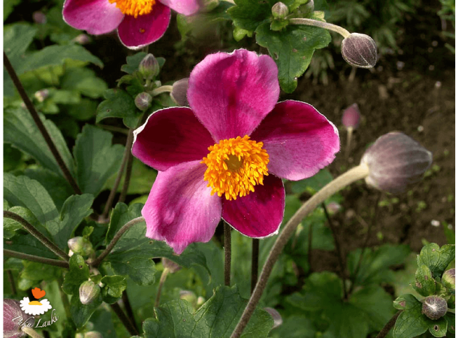 Anemone hupehensis   'Praecox'